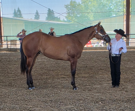 HorseID: 2308740 Skippyfied - PhotoID: 1092971