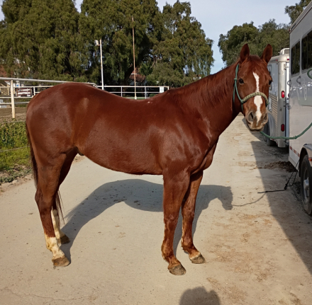 HorseID: 2308744 TAMU TOPSAILINREYJAY - PhotoID: 1093289