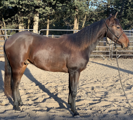 HorseID: 2308747 Metallic Clabber Cat - PhotoID: 1093059