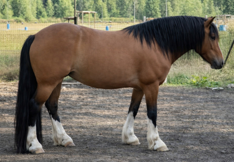 HorseID: 2308749 Gorgeous sweet mare - PhotoID: 1092972