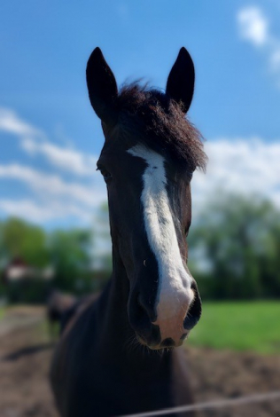 HorseID: 2308755 Sherah - PhotoID: 1092975