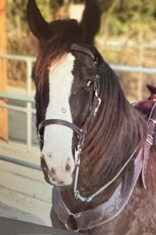 HorseID: 2308756 Creed - PhotoID: 1092976