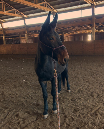 HorseID: 2308758 Whimsy - PhotoID: 1093856