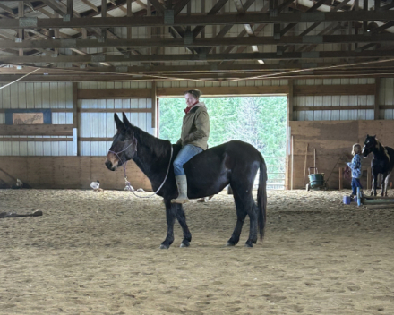 HorseID: 2308758 Whimsy - PhotoID: 1093857