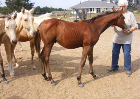 HorseID: 2308763 Just Comes Easier - PhotoID: 1092980