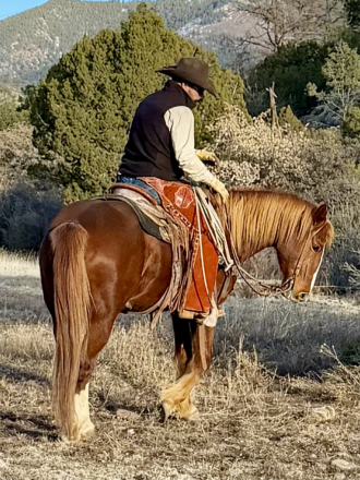 HorseID: 2308768 Rojo - PhotoID: 1092987