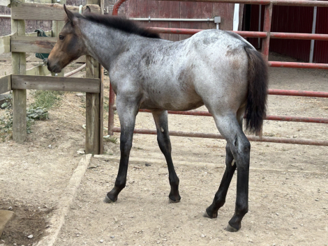 HorseID: 2308770 Rowdy - PhotoID: 1092993