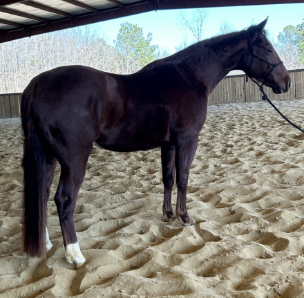 HorseID: 2308773 Smart Reynegade - PhotoID: 1093005