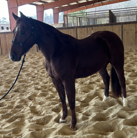 HorseID: 2308773 Smart Reynegade - PhotoID: 1093006