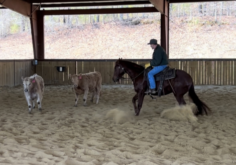 HorseID: 2308773 Smart Reynegade - PhotoID: 1093007