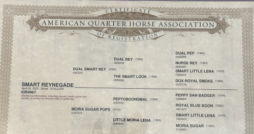 HorseID: 2308773 Smart Reynegade - PhotoID: 1093008