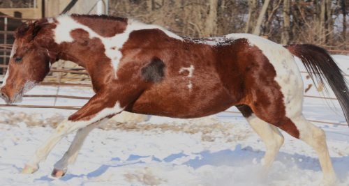 HorseID: 2308774 CHANCES LUCKY RED - PhotoID: 1093009