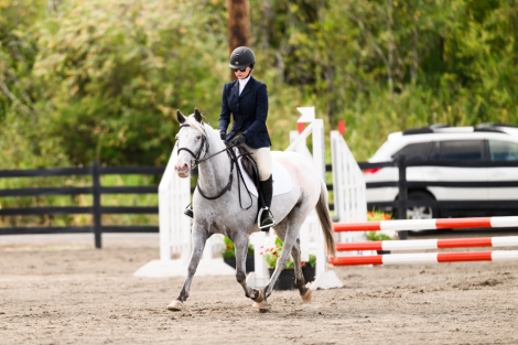 HorseID: 2308775 Willow - PhotoID: 1093013