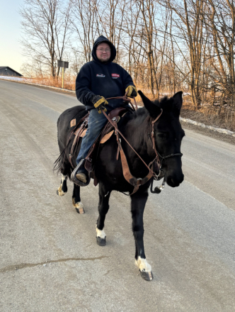 HorseID: 2308776 Molly Mae - PhotoID: 1093483