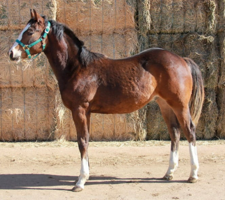 HorseID: 2308777 SAUCY N SPICY - PhotoID: 1093016