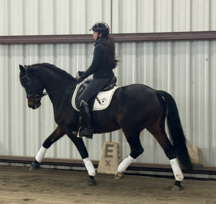 HorseID: 2308779 Khaleesi EE - PhotoID: 1093017