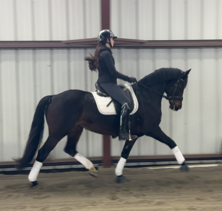 HorseID: 2308779 Khaleesi EE - PhotoID: 1093018