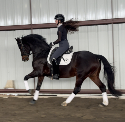 HorseID: 2308779 Khaleesi EE - PhotoID: 1093019