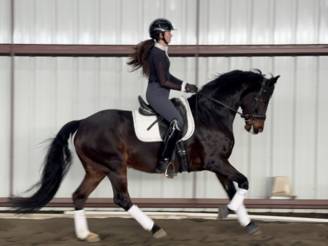 HorseID: 2308779 Khaleesi EE - PhotoID: 1093020