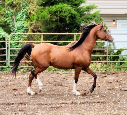 HorseID: 2308783 Eros Aragon - PhotoID: 1093021