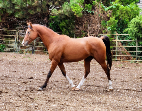 HorseID: 2308783 Eros Aragon - PhotoID: 1093022