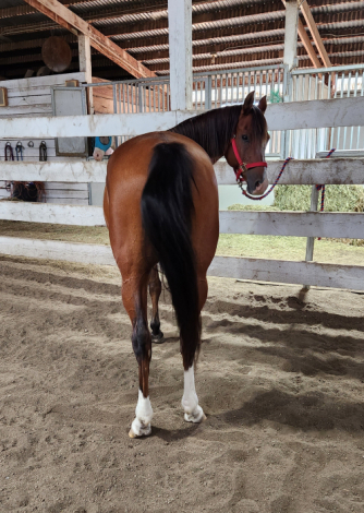 HorseID: 2308783 Eros Aragon - PhotoID: 1093023