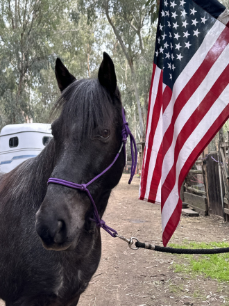 HorseID: 2308786 BlueJay - PhotoID: 1093031