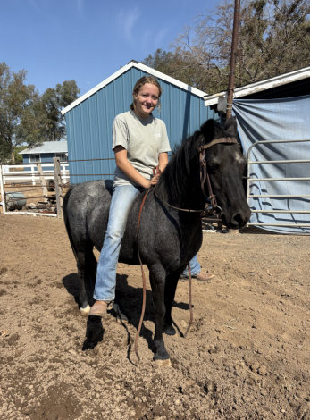 HorseID: 2308787 Little Blue Duck - PhotoID: 1093032