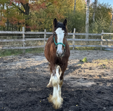 HorseID: 2308790 Janosch - PhotoID: 1093035