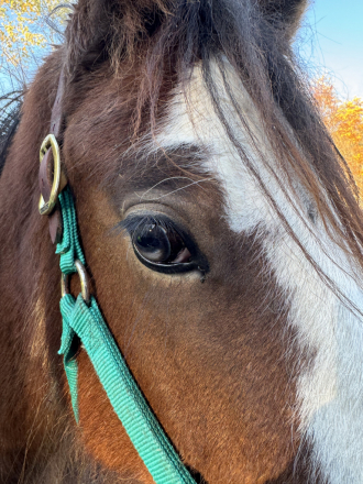 HorseID: 2308790 Janosch - PhotoID: 1093036