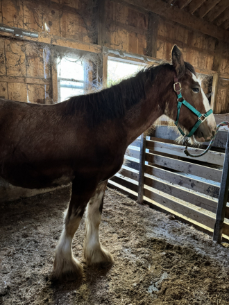 HorseID: 2308790 Janosch - PhotoID: 1093037