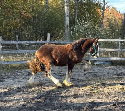 HorseID: 2308790 Janosch - PhotoID: 1093038