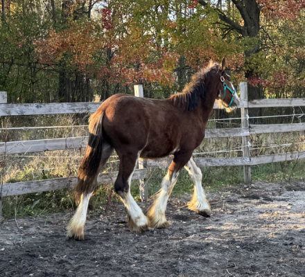 HorseID: 2308790 Janosch - PhotoID: 1093039