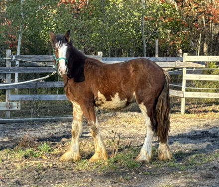 HorseID: 2308790 Janosch - PhotoID: 1093040