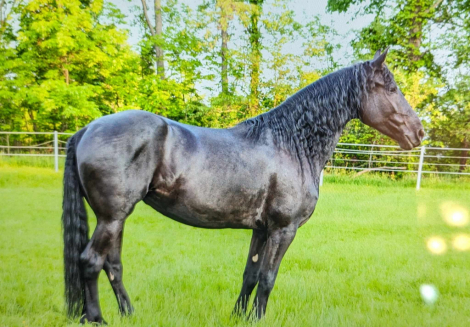 HorseID: 2308791 Andeliesa - PhotoID: 1093042