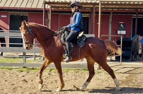 HorseID: 2308792 Wyatt - PhotoID: 1093041