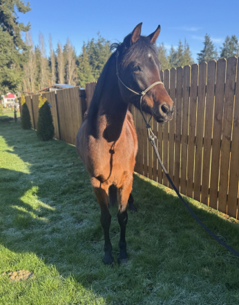 HorseID: 2308795 Rhapsody - PhotoID: 1093048