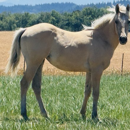 HorseID: 2308797 Paris - PhotoID: 1093050