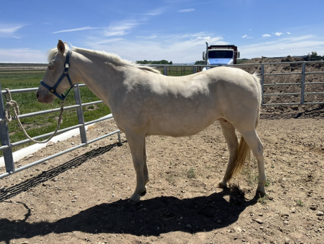 HorseID: 2308799 Twinkle Twinke Litle Star GTI - PhotoID: 1093052