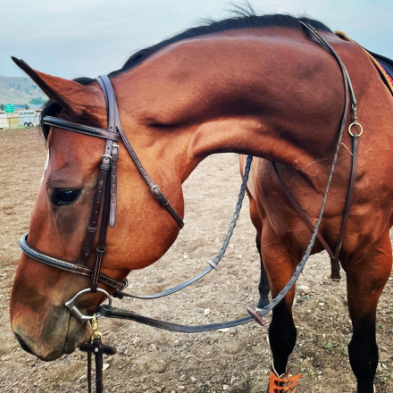 HorseID: 2308800 Suns First Moon - PhotoID: 1093053