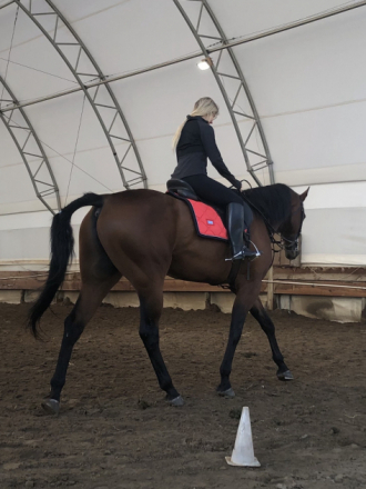 HorseID: 2308800 Suns First Moon - PhotoID: 1093054