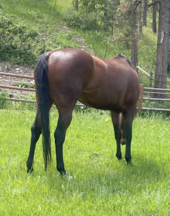 HorseID: 2308800 Suns First Moon - PhotoID: 1093055