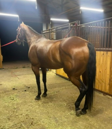 HorseID: 2308800 Suns First Moon - PhotoID: 1093056