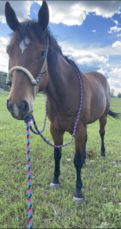 HorseID: 2308800 Suns First Moon - PhotoID: 1093058