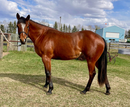 HorseID: 2308803 DAULLY FANCY - PhotoID: 1093064