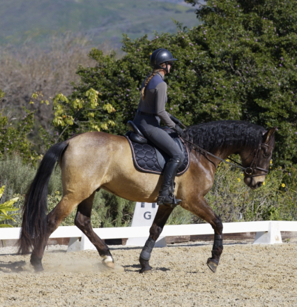 HorseID: 2308805 Rio - PhotoID: 1093063