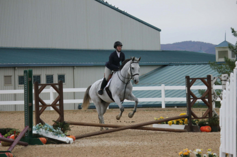 HorseID: 2308807 Hay, hay Reba - PhotoID: 1093069