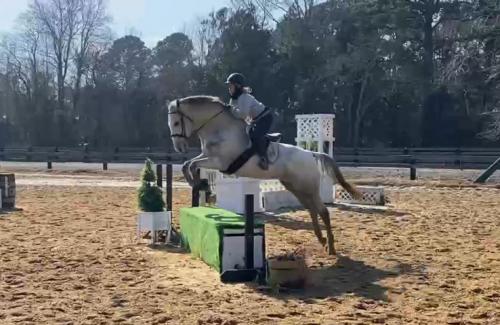 HorseID: 2308807 Hay, hay Reba - PhotoID: 1093067