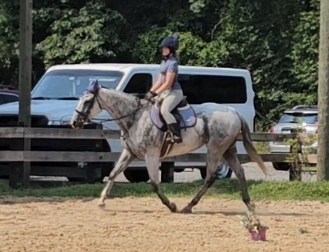 HorseID: 2308807 Hay, hay Reba - PhotoID: 1093068