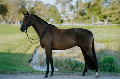 HorseID: 2308808 Phoenix KF - PhotoID: 1093071